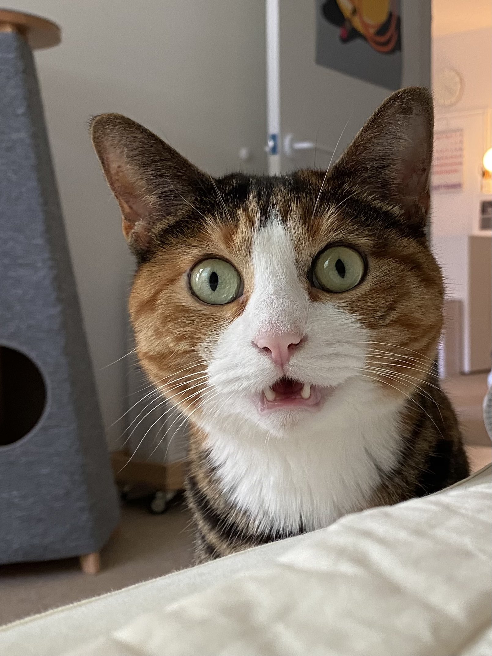 "Show me the nearest quest." (lottieratworld) / Twitter