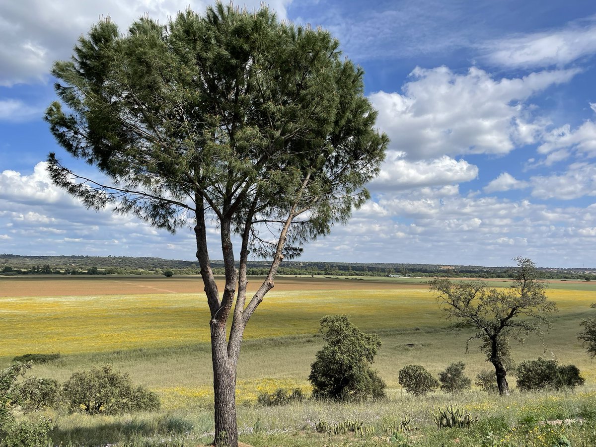 Sin filtros, como #Extremadura

¡Feliz día de Extremadura, Feliz 8 de Septiembre! 💚🤍🖤

#diadeextremadura 
#badajoz
#campo
#zapaton