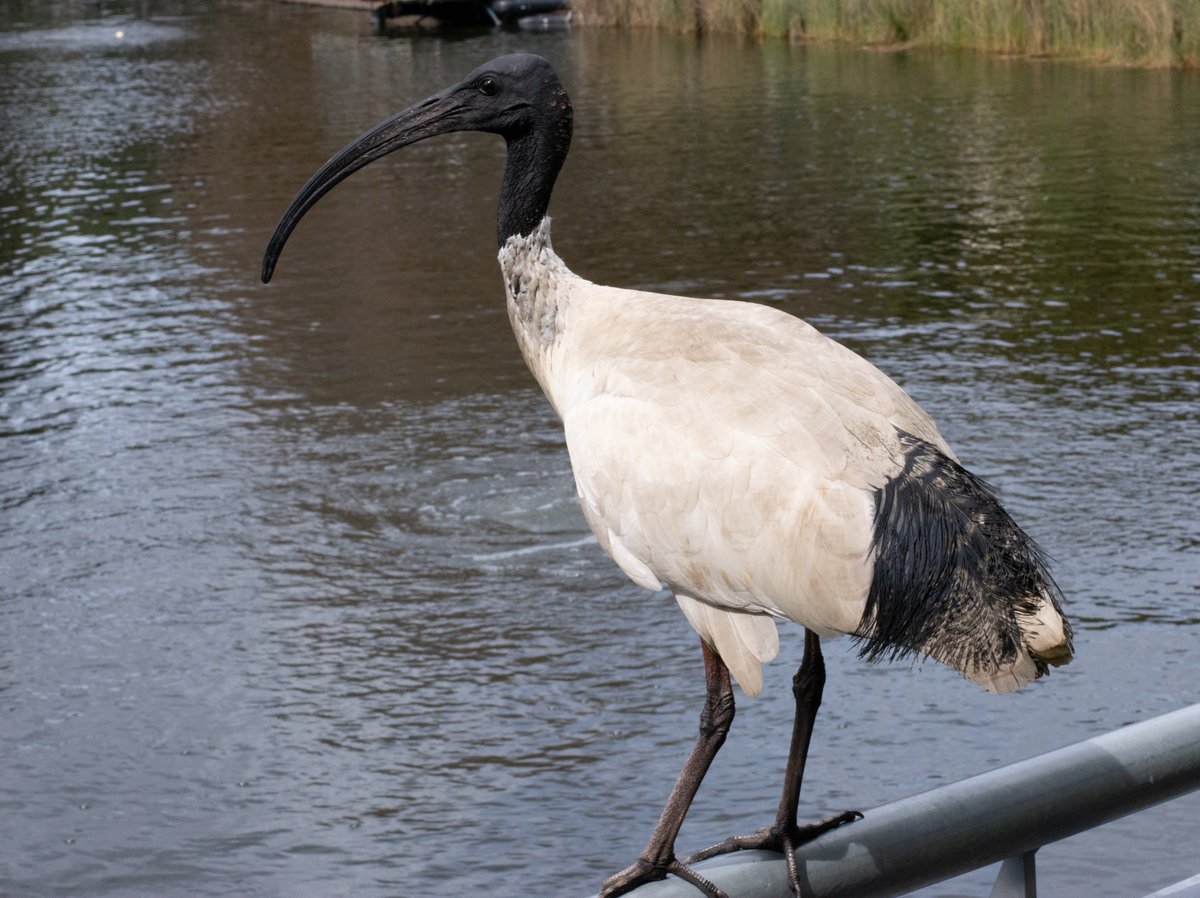 Brisbane’s native fauna. 🧵 1/N