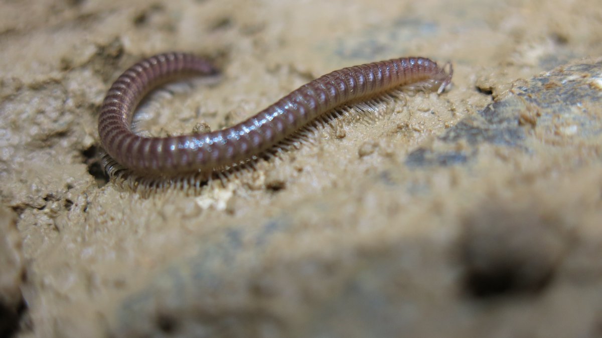 La Scuola di Maia: Typhloiulus longiquus, un raro diplopode troglobio noto alla scienza solo per essere presente nella Grotta delle Praje, a Lettomanoppello, nel #parcomaiella. 📷 Diplopode - Maria Peroni #maiellageopark #MaiellaUGGp #UNESCOGlobalGeopark #wildlife #millepiedi