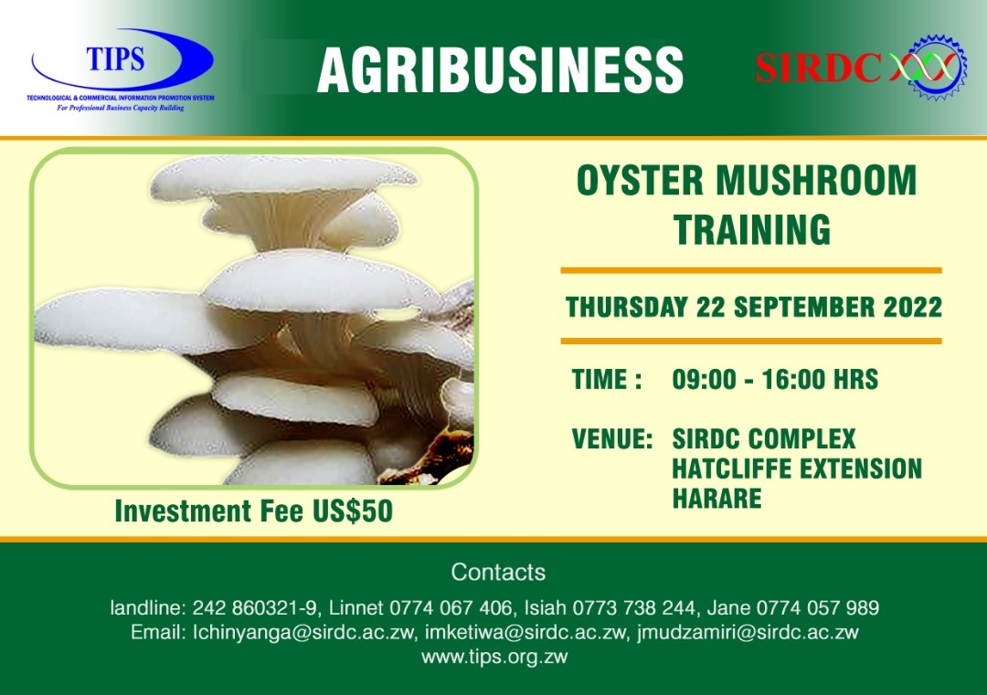 TipsZimbabwe's tweet image. Make a date with us for this comprehensive Oyster Mushroom Training....
