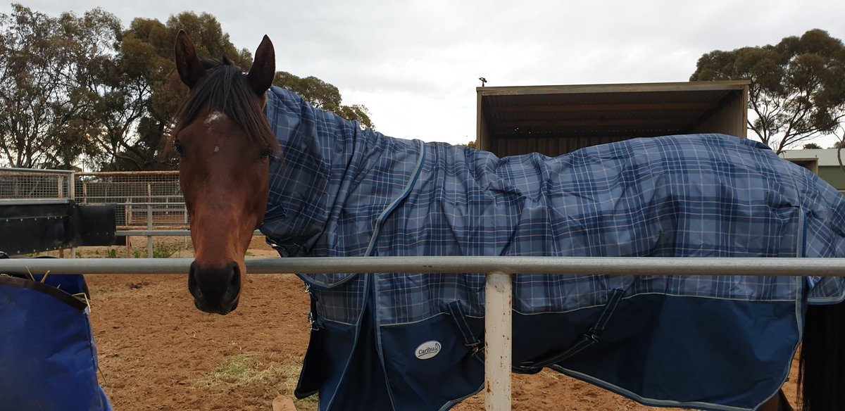 Jessica50159808's tweet photo. Cannot thank my boss Sam Burford and all of Bull's owners enough for entrusting me with the big fella!
I can't wait to see what our future holds, after a well deserved few months off in the paddock ❤🐴  #sittingbull #samburfordracing #racingsa #offthetrack https://t.co/wxL6uc627S