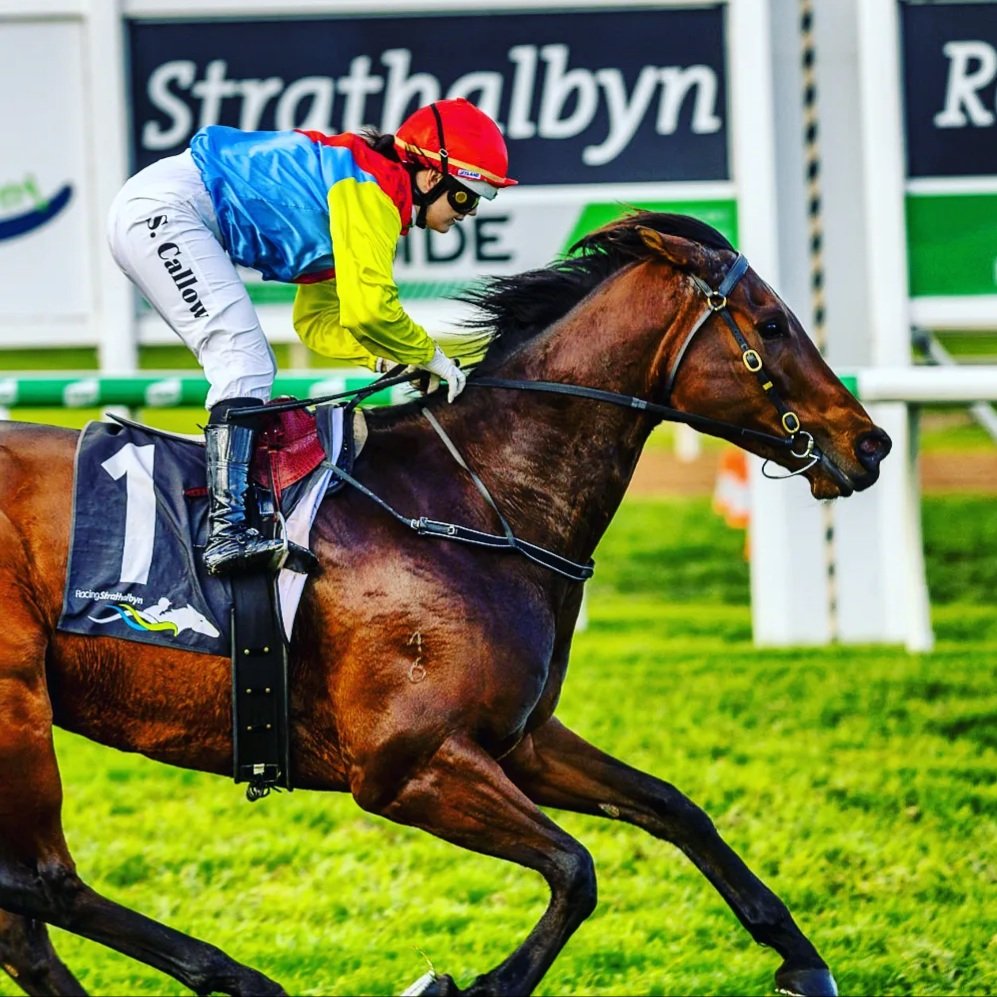 Jessica50159808's tweet photo. Cannot thank my boss Sam Burford and all of Bull's owners enough for entrusting me with the big fella!
I can't wait to see what our future holds, after a well deserved few months off in the paddock ❤🐴  #sittingbull #samburfordracing #racingsa #offthetrack https://t.co/wxL6uc627S