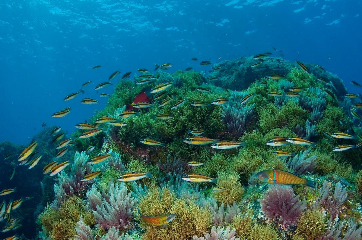 OceanaEurope's tweet photo. New report published by Oceana & @SeasAtRisk shows #bottomtrawling can be largely replaced in 🇪🇺 by less aggressive fishing gears, improving #fisheries resources, protecting #marine habitats & improving #ocean resilience to #ClimateChange. Read more: https://t.co/8Ox6hOyx5o https://t.co/huk4sxeFDP