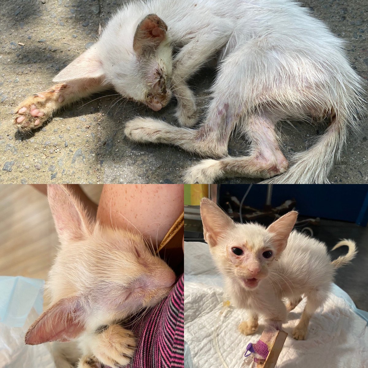 Fur Babies in Need tweet media