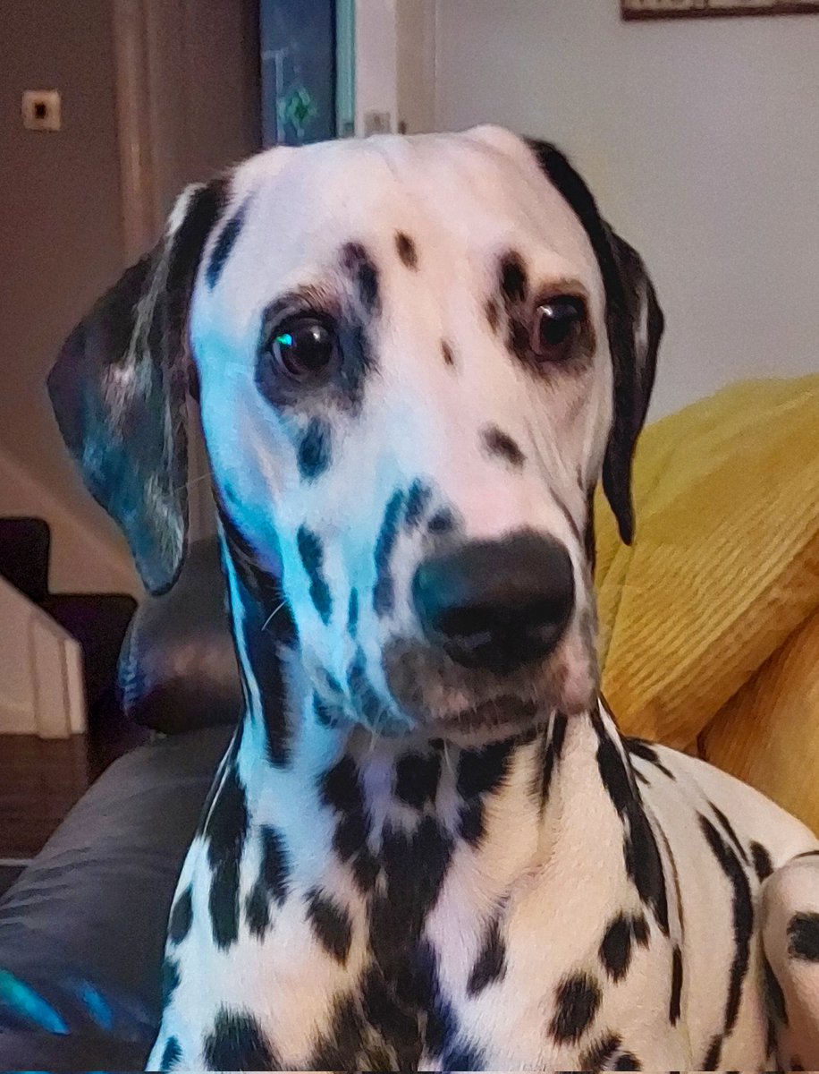 Happy Thursday..😁..
Here's my rabbit in headlights look..🤪..
#DogsofTwittter #DogsOnTwitter 
#Dogsarefamily #dalmatian ❤️