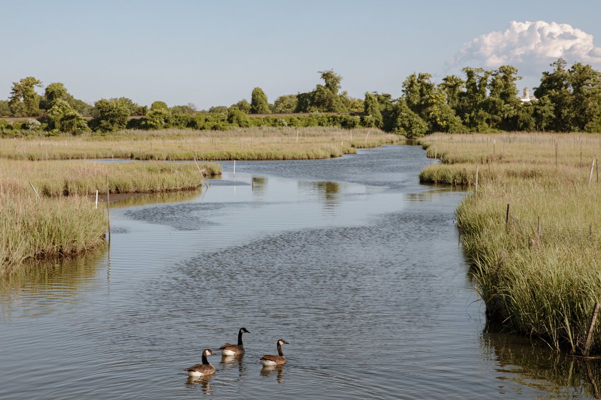 #Wetlands are important features that provide numerous beneficial services to people,

🎣Provide habitats to fish and 🐸#wildlife,
🐌Improve water quality,
🌊And store floodwaters  

🐊Did you know that:
An acre of wetland can store 1–1.5 million gallons of floodwater?  <a href="/nemaug/">National Environment Management Authority (NEMA)</a>
