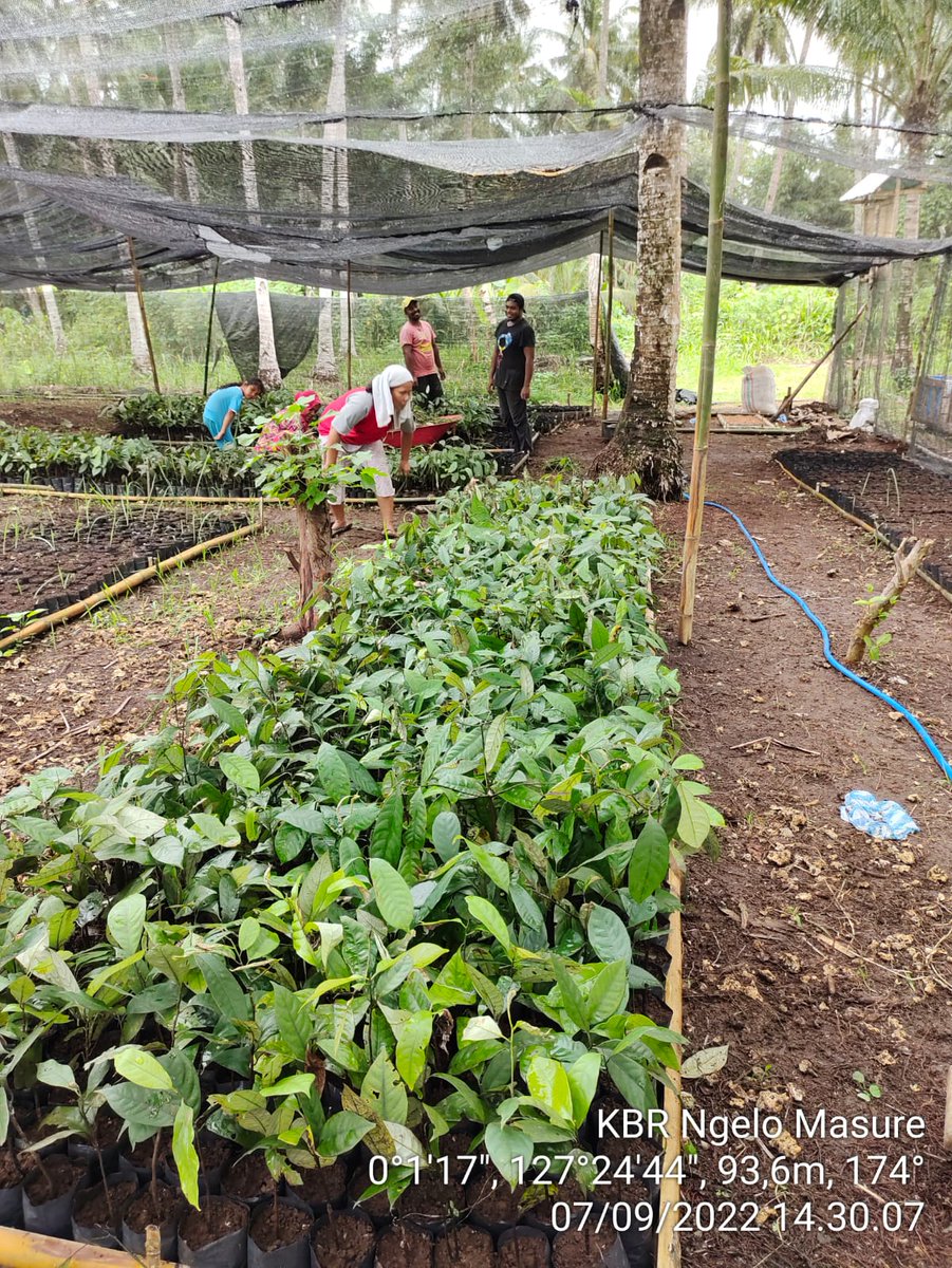 AkeMalamo's tweet photo. Progres Kebun Bibit Rakyat (KBR) Kelompok Tani Ngelo Masure Desa Guruapin Kecamatan Kayoa Kabupaten Halmahera Selatan. Pemindahan tanaman pada Polybag.

#kbr
#ditjenpdasrh
#klhk https://t.co/6S832Rttwm