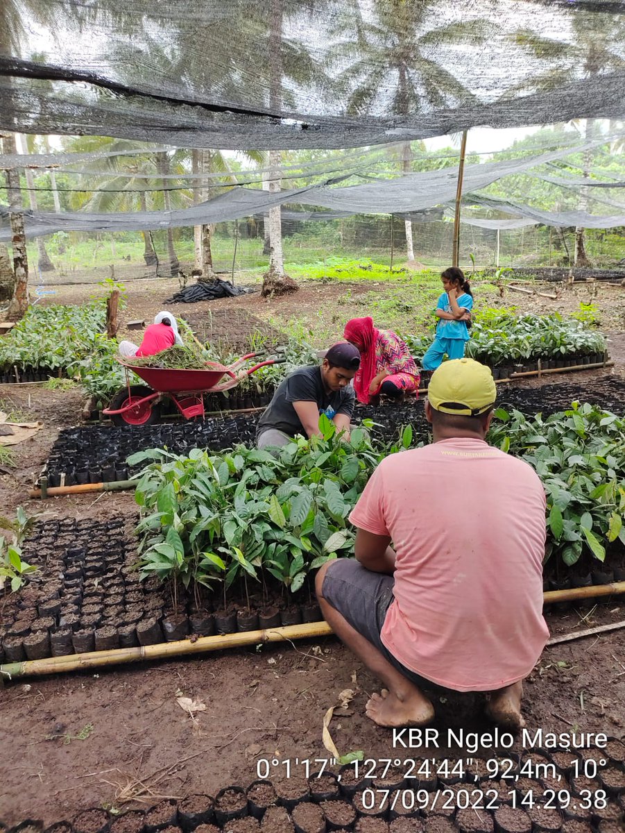 AkeMalamo's tweet photo. Progres Kebun Bibit Rakyat (KBR) Kelompok Tani Ngelo Masure Desa Guruapin Kecamatan Kayoa Kabupaten Halmahera Selatan. Pemindahan tanaman pada Polybag.

#kbr
#ditjenpdasrh
#klhk https://t.co/6S832Rttwm