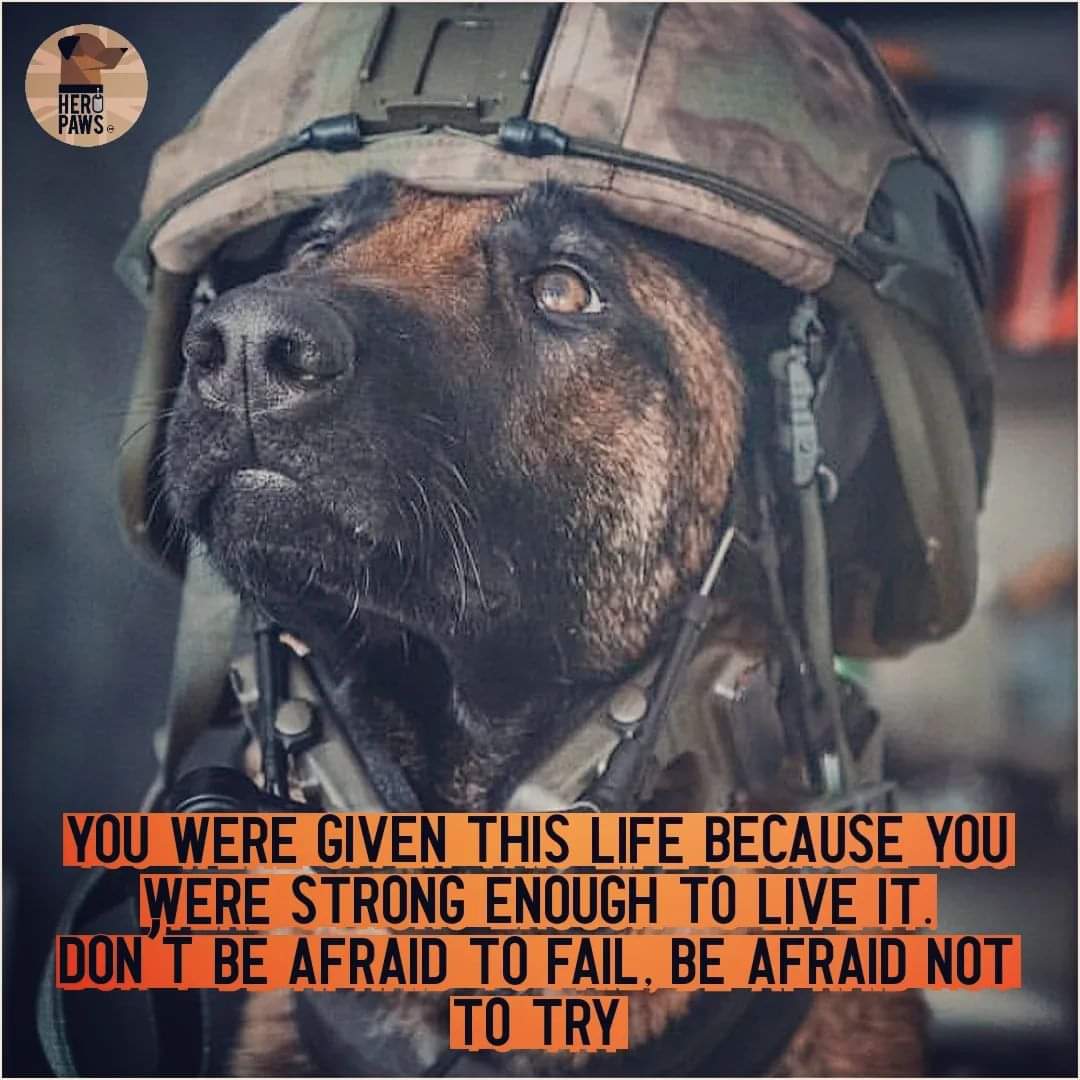 jaimegarner20's tweet photo. Morning Hero Paws @PawsHero family.
Have a great Thursday 
https://t.co/rm8LEmaACr 
We can get through anything life throws at us. For the love of our military, Police, Prison, security, fire, search and rescue and alllll our working dogs https://t.co/DGPBQHL6CB