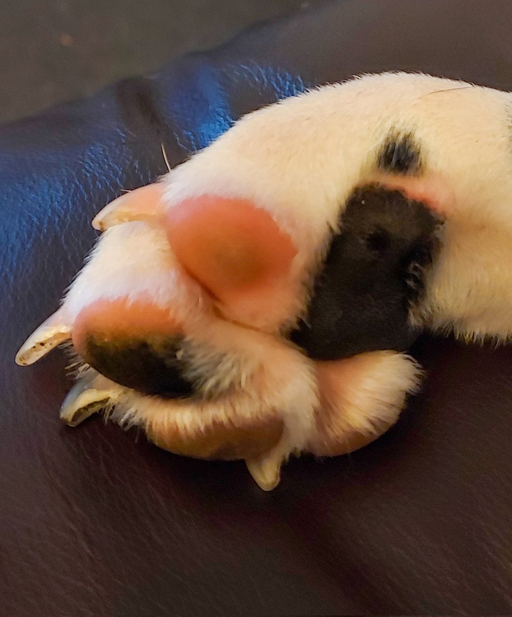 Hoomans say get down off that sofa.
Chill man, my beans are clean..🤪..
#DogsofTwittter #DogsOnTwitter #Dogsarefamily #dalmatian ❤️