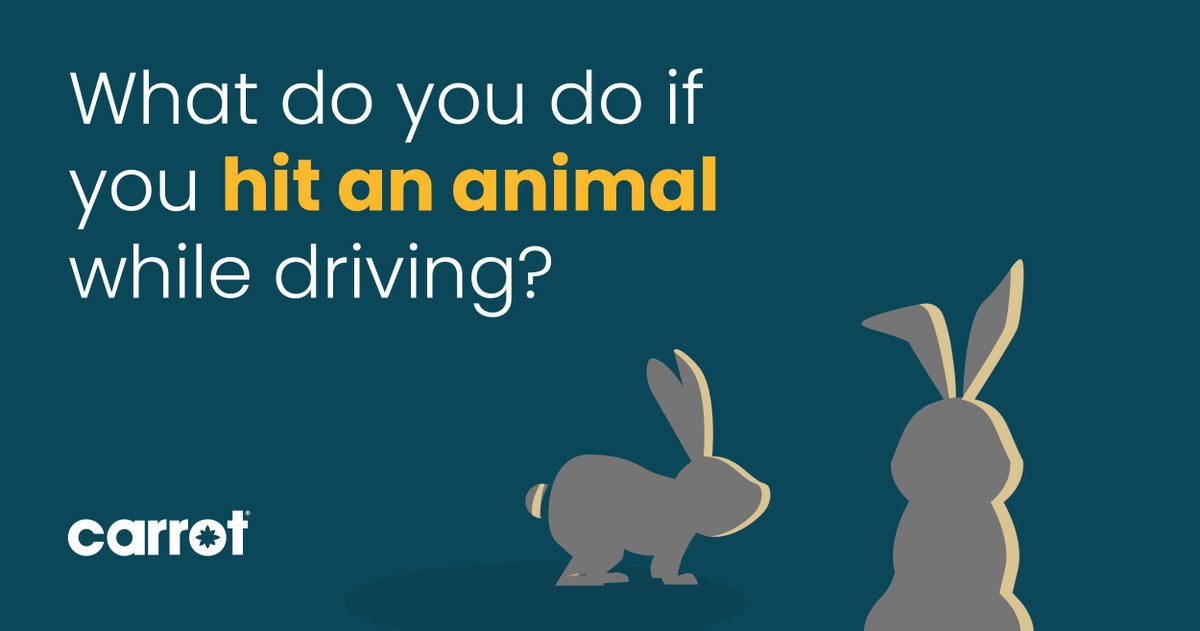 Hi everyone! Just a reminder to check out Carrot's handy Help Centre tips and guides. Enjoy! 🥕🚗📆
carrotinsurance.com/help/what-do-y…
#safedriver #carrotinsurance #hitananimal