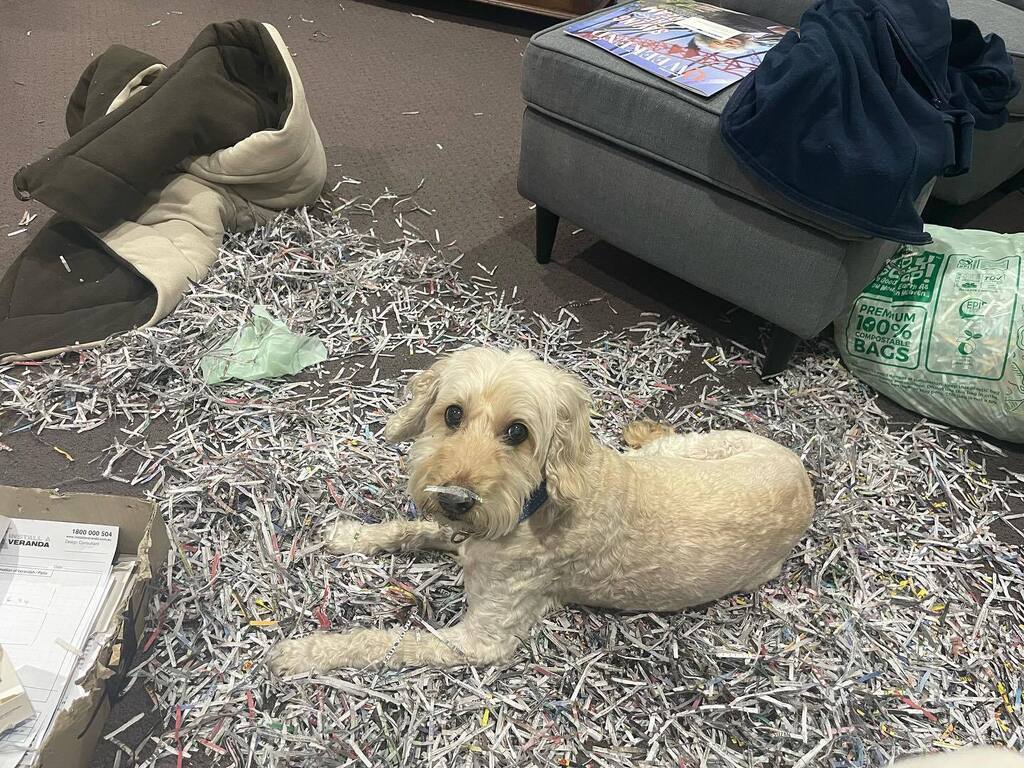 Aimee Shackleton tweet media