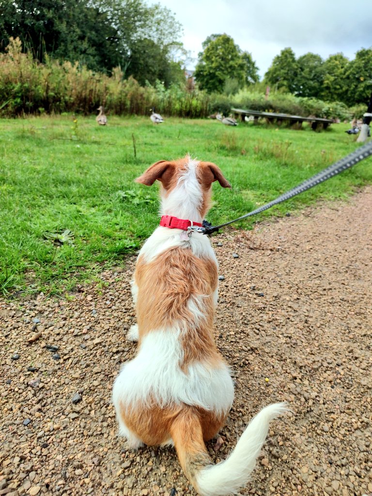 Firesnapper999's tweet photo. #EddiePupdate Break in ☔, so Eddie heads out for a wander & #4PawDrive #GoodCitizen training around #NorthCamp #Farnborough We're working on Eddie's fear of feathered friends. https://t.co/0MwNomnSgU