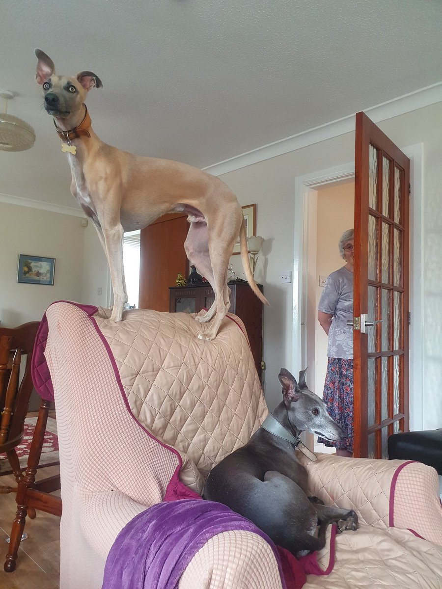 Wispawhippet's tweet image. So this happened a lot when I was staying at my Grans. I&apos;m not a fan!