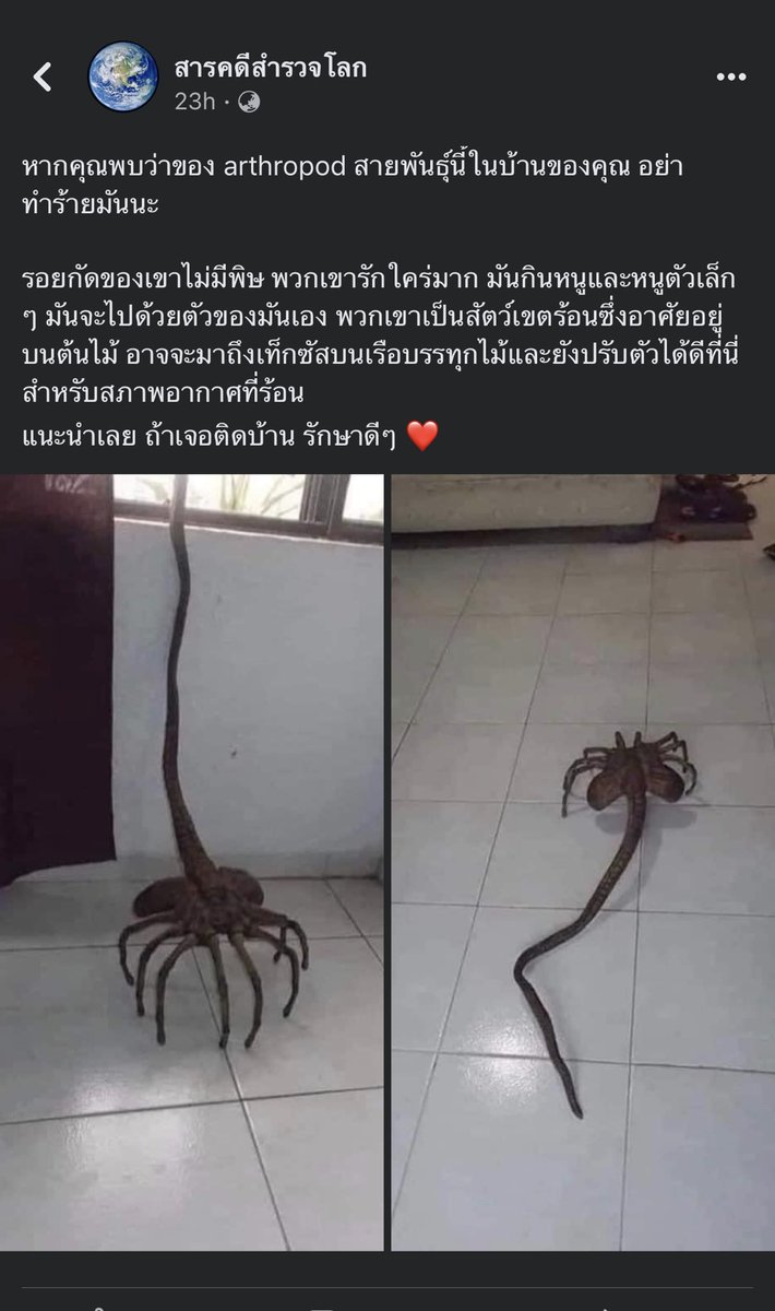 ถ้ามันกระโดดเกาะหน้าเรา แล้วยึดร่างละคะ