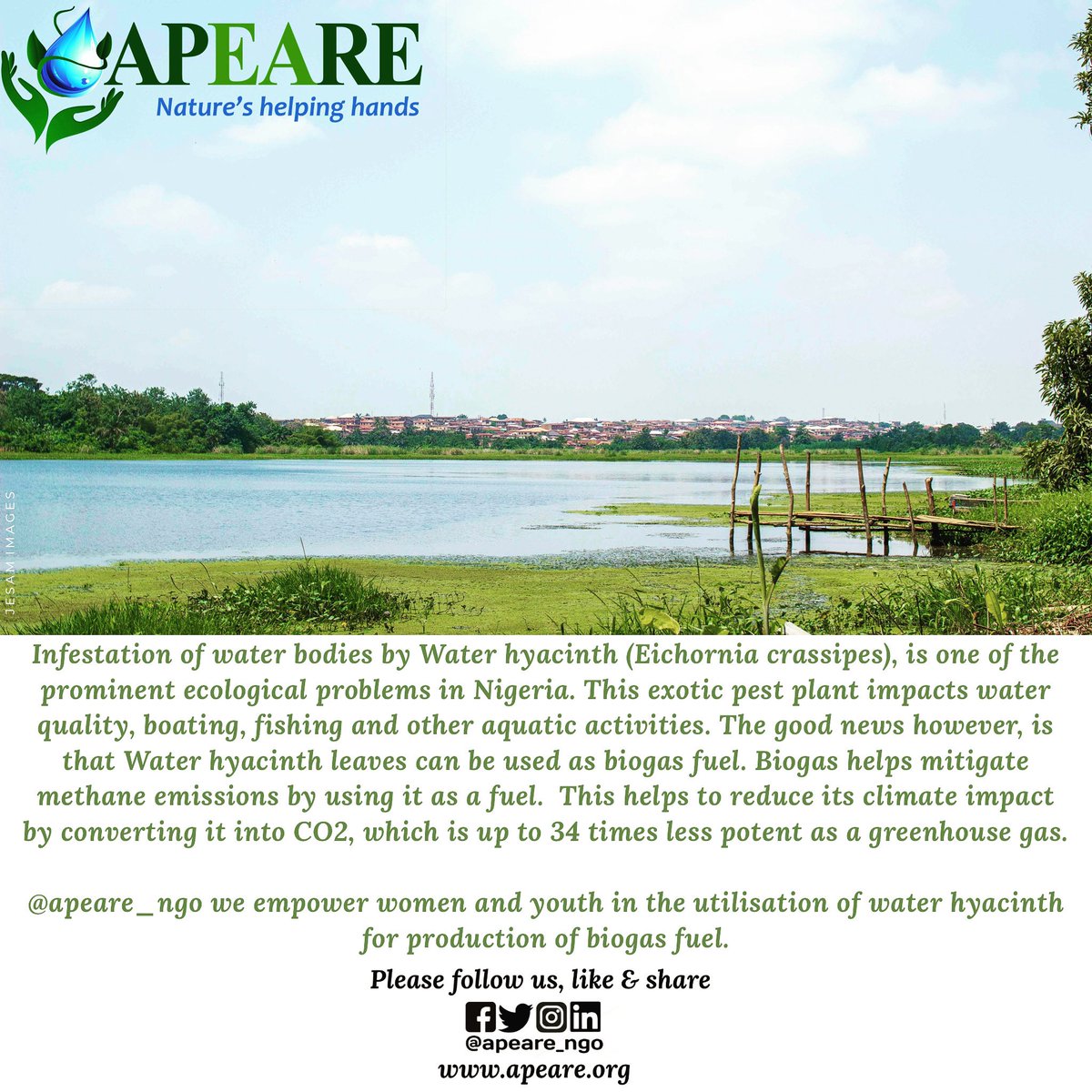 walimglobal's tweet photo. @apeare_ngo we empower women and youth in the utilisation of water hyacinth for production of biogas fuel. #climateaction #climateeducation #womenempowerment #youth #sdg13 #sdg15 #sdg7 #renewableenergy #reforestation #treeplanting #climatekidsclub https://t.co/u9GpVt6AfH
