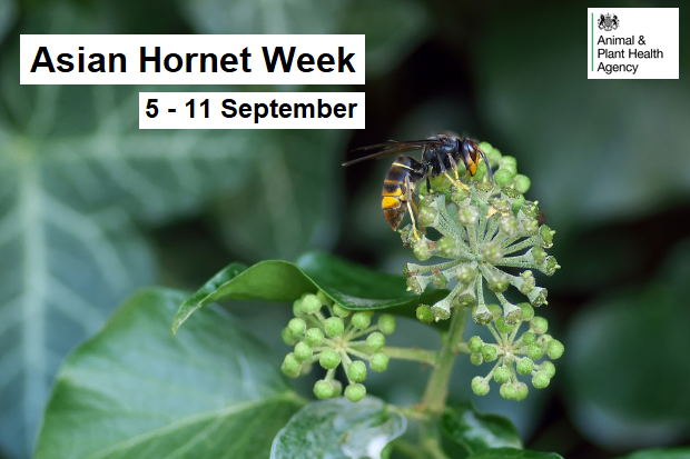 APHAgovuk's tweet photo. We are currently monitoring an Asian hornet sighting near Chelmsford, Essex. Learn more about Asian hornets, how to spot and report them, in this #APHAscience blog.

https://t.co/k3oORau6Gh

#AsianHornetWeek @britishbee @InvasiveSp https://t.co/0keqLiARb7