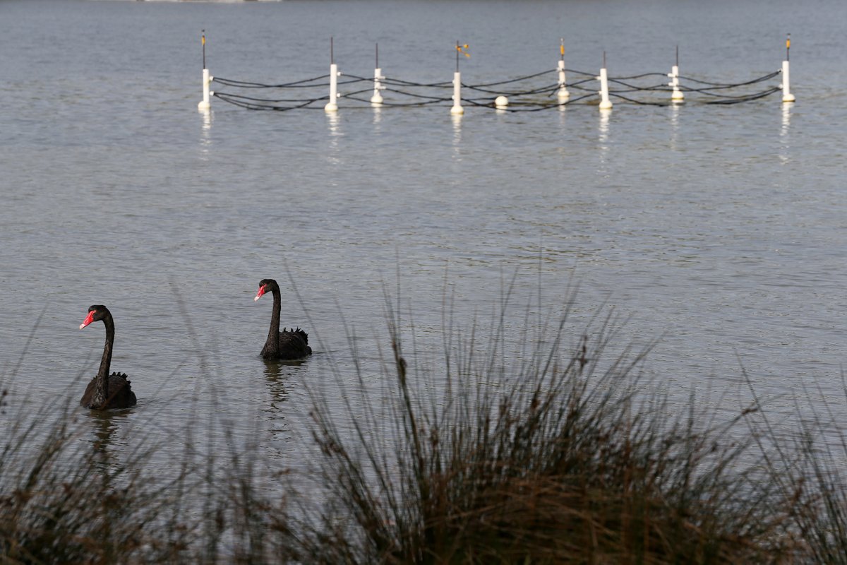 Some #seagrass meadows may be more resilient to #grazing than others 🦢🌱 In my first publication, along with <a href="/clwebst0/">Chanelle Webster</a> @kmpmcmahon and Paul Lavery, we show that #recovery of seagrass meadows becomes more variable under greater disturbance doi.org/10.3389/fpls.2… <a href="/FrontPlantSci/">Frontiers - Plant Science</a>
