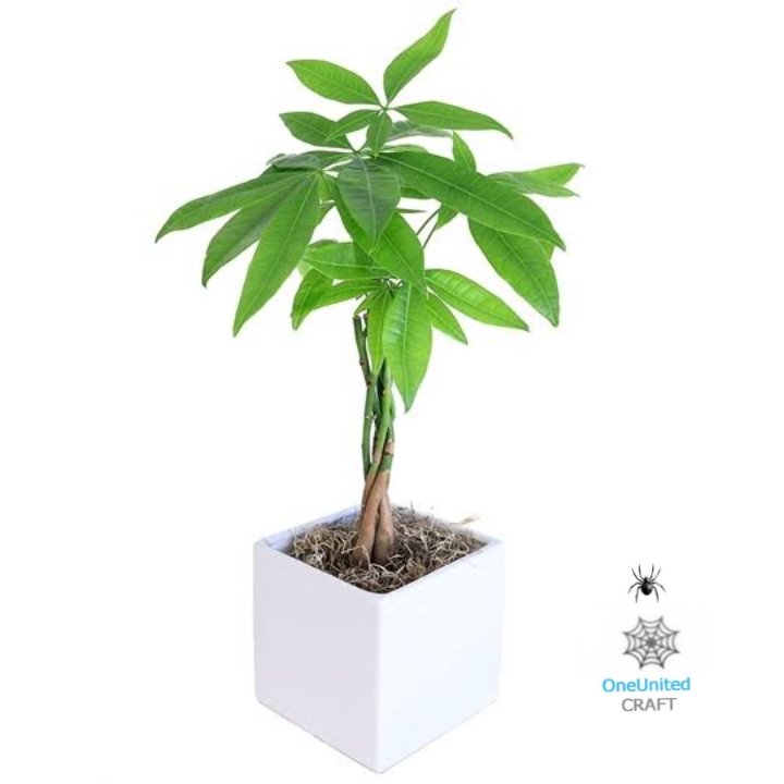 OneUnitedCraft's tweet photo. Money Tree - ♋ Cancer 
Sentimental | intuitive | Persistent

Your Heart first attitude allows you to appreciate the Money Tree. Message for orders. #InteriorPlants #GreenLiving https://t.co/OSDtUGvOHv