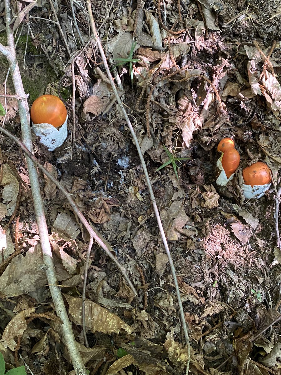 ParcoCastelli's tweet photo. Con il patrocinio del #parcocastlliromani, ripartono i corsi di formazione micologica 🍄 dell’associazione “Natura Mediterranensis” propedeutici al conseguimento dell'attestato che autorizza alla raccolta funghi sul territorio della @RegioneLazio 👉 https://t.co/d2ehIgDS0B https://t.co/4ftqotse4C