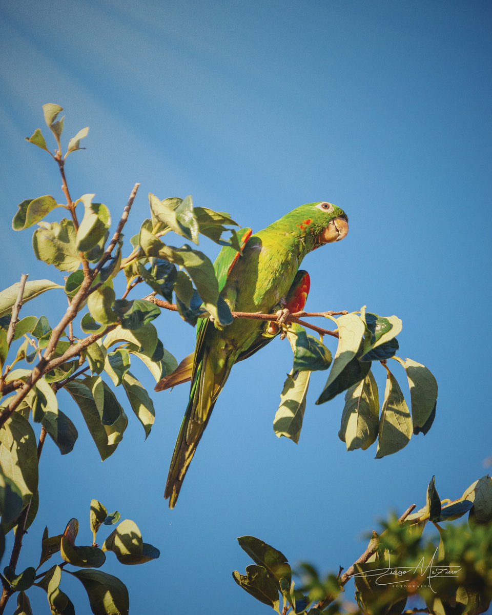 tiagomaziero_'s tweet photo. Maritaca só observando…
.
.
.
#bird #composition #moment #parrot #nikond5100 #photoofday #respirofotografia #bird #nature #lensdistortions #dayshots #clouds #madebyGod #naturediversity #photography #bright #beautiful #sky #photo #photographer #Lightroommobile #vscofilm #wings https://t.co/XDosUQAEcF