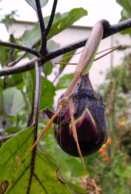ででぇまあ〜(⁠ ⁠╹⁠▽⁠╹⁠ ⁠)
帰ってそうそう畑を歩いたら秋らしい虫を発見!
まだ若いナスにくっつくカマキリくんと赤く染まったトンボくん、秋や(⁠*⁠'⁠ω⁠`⁠*⁠) 