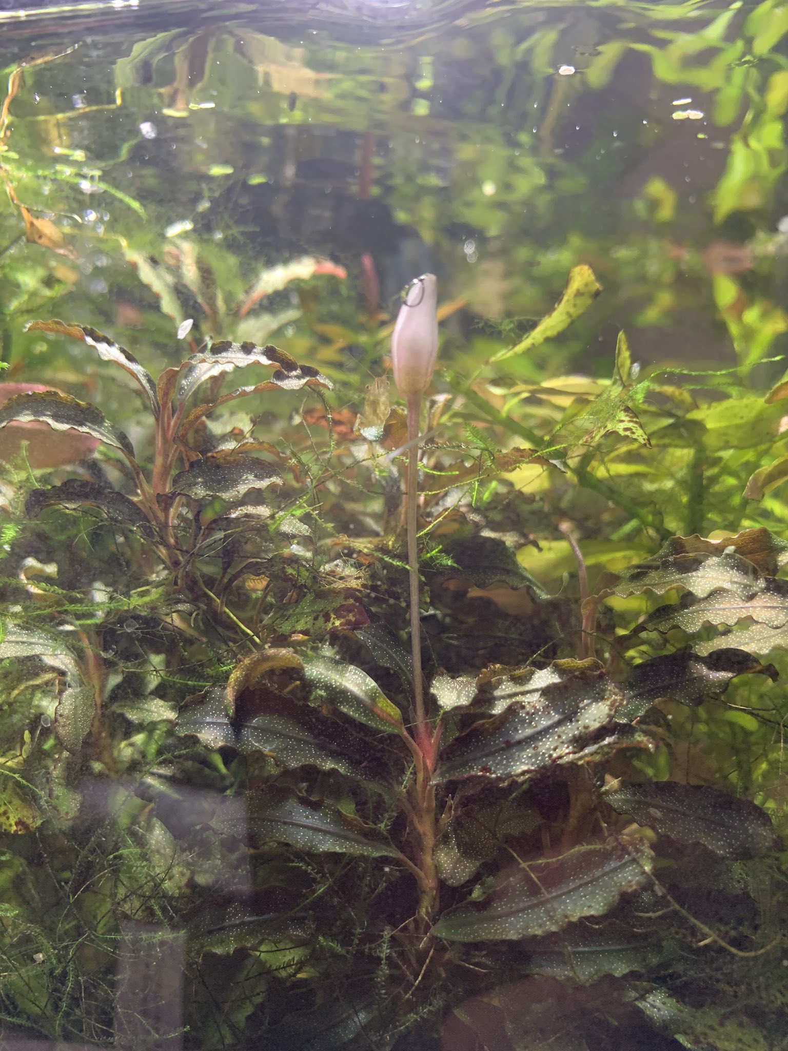 تويتر れいいち على تويتر ブセファランドラの花が咲いていた 写真はダメだけど 実物はとても美しい白 摩訶不思議な感じで何とも言えない魅力があります 水中花っていいなー 久しぶりに見れた T Co Pftdhademd