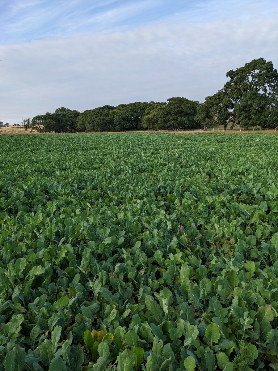 comber_alfie's tweet photo. Pleased with how this year's crop of Interval is looking, considering the dry conditions https://t.co/jg9zC8By64