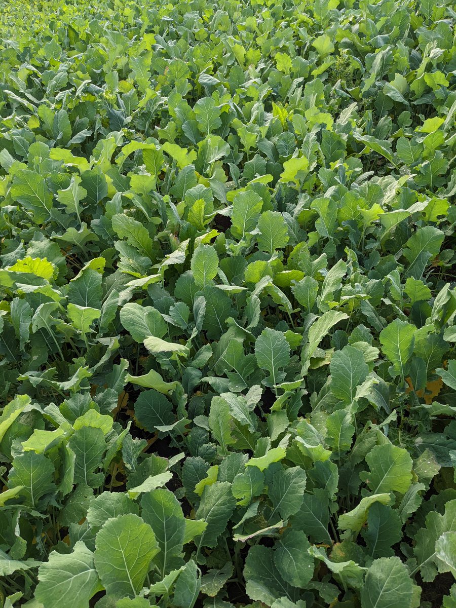 comber_alfie's tweet photo. Pleased with how this year's crop of Interval is looking, considering the dry conditions https://t.co/jg9zC8By64