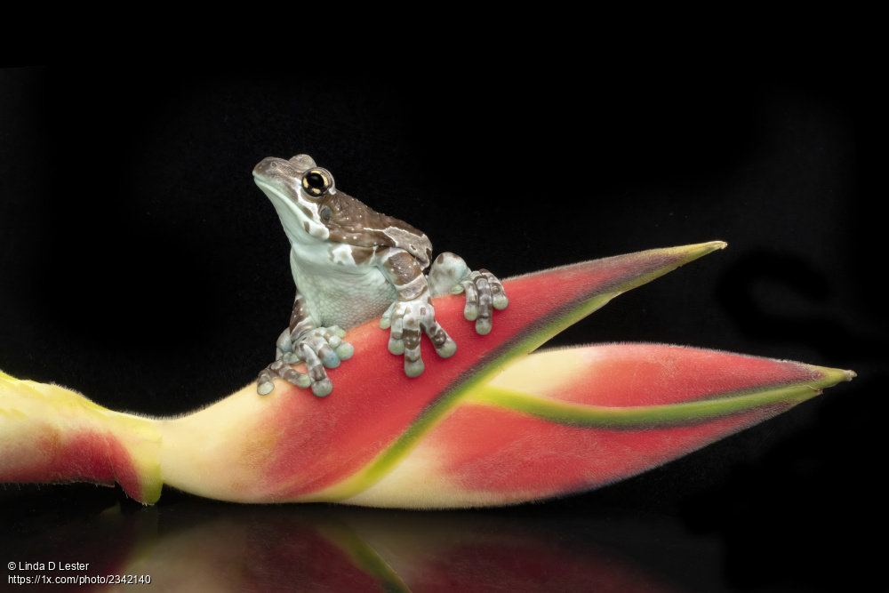 1x_com's tweet photo. An amazing pet (milk tree frog) who loves to pose. Title 'Confident Fred' by Linda D Lester. https://t.co/d93csfcQAn #animals #Frog #flower #posing #pets https://t.co/C0Nbufq9uD
