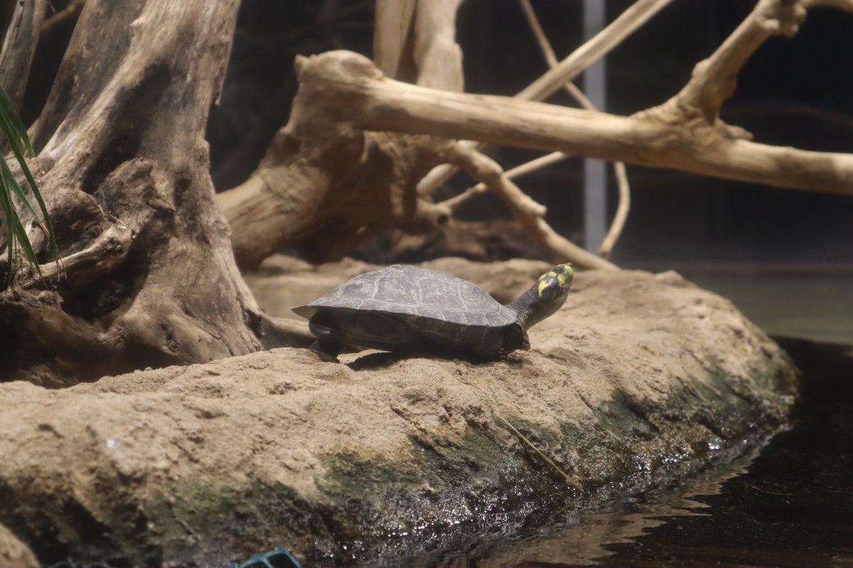 んーー ぱっ カワスイ 川崎水族館 モンキヨコクビガメ 麻生区 麻生区民ニュース