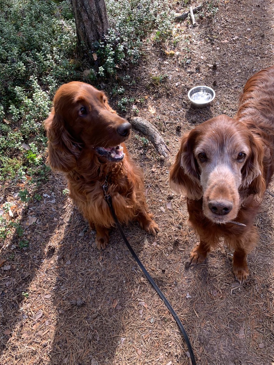 Aamulenkillä tyttösten kanssa 😊Joka-aamuista metsäterapiaa niin sateessa kuin auringonpaisteessa. Tänään auringossa ☀️ #Irishsetters