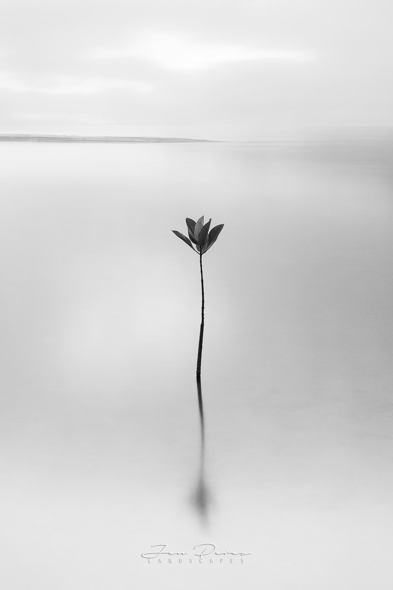JenCPerez's tweet photo. Sprout
Triboa Bay, Philippines
#TCCSingular #TCCHighKey #TheCapturedCollective #IRLPhotography #blackandwhitephotography #ThePhotoHour #photography https://t.co/NinWo0HhaS
