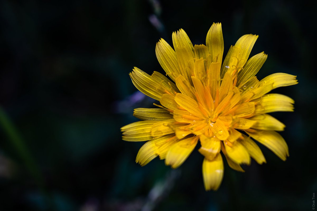 DrakPhoto's tweet photo. I love macro, no matter where you are you will have a million beautiful things to see.

#photo #photography #macrophotography #macro #nature #flowers #flower https://t.co/XHmu5JfmFG