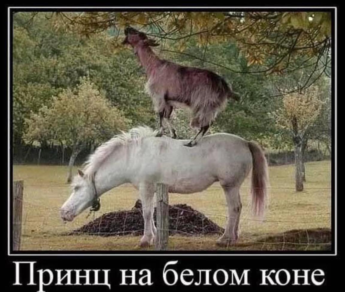 картинки про мужей козлов