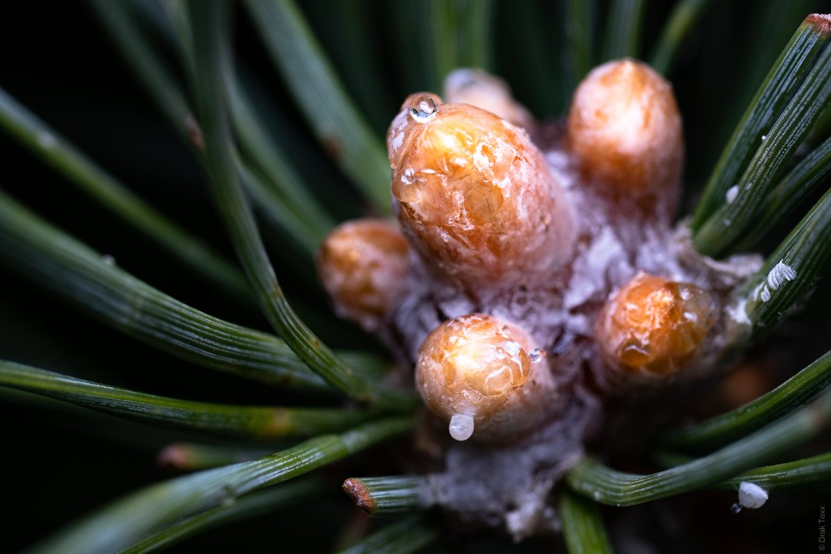 DrakPhoto's tweet photo. I love macro, no matter where you are you will have a million beautiful things to see.

#photo #photography #macrophotography #macro #nature https://t.co/kLxqfXvZ0V