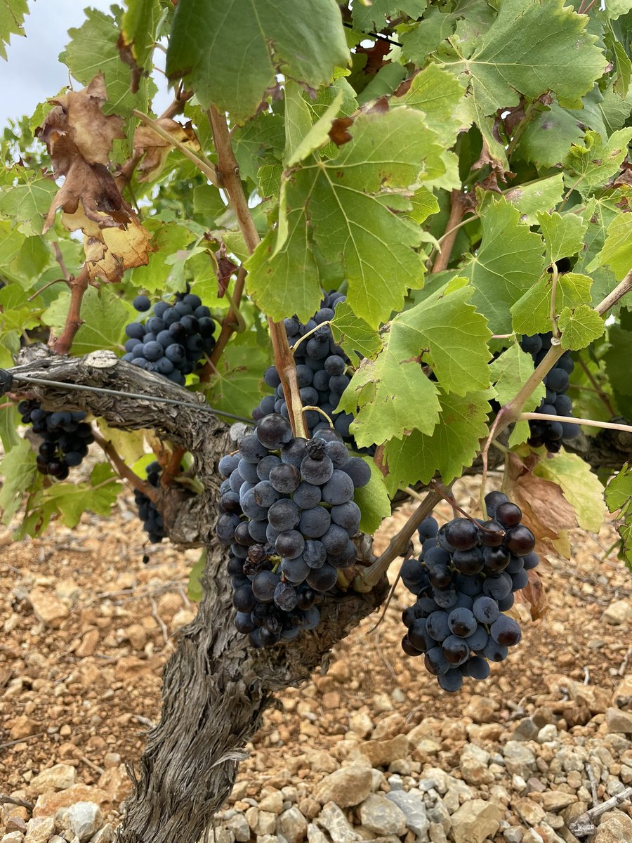 11_fabre's tweet photo. 2/2 un très grand merci à toute l’équipe qui avec application et bonne humeur a répondu présent malgré des conditions de chaleur exceptionnelle pour un millésime assurément hors normes! @vigneronindep @AocFitou @VinsduLanguedoc @VinsPaysdOcIGP @comagri_france @lv_vitisphere https://t.co/h9coOhMm5T