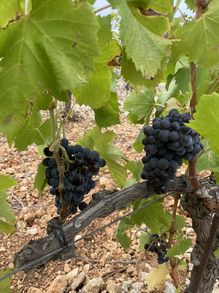 11_fabre's tweet photo. 2/2 un très grand merci à toute l’équipe qui avec application et bonne humeur a répondu présent malgré des conditions de chaleur exceptionnelle pour un millésime assurément hors normes! @vigneronindep @AocFitou @VinsduLanguedoc @VinsPaysdOcIGP @comagri_france @lv_vitisphere https://t.co/h9coOhMm5T