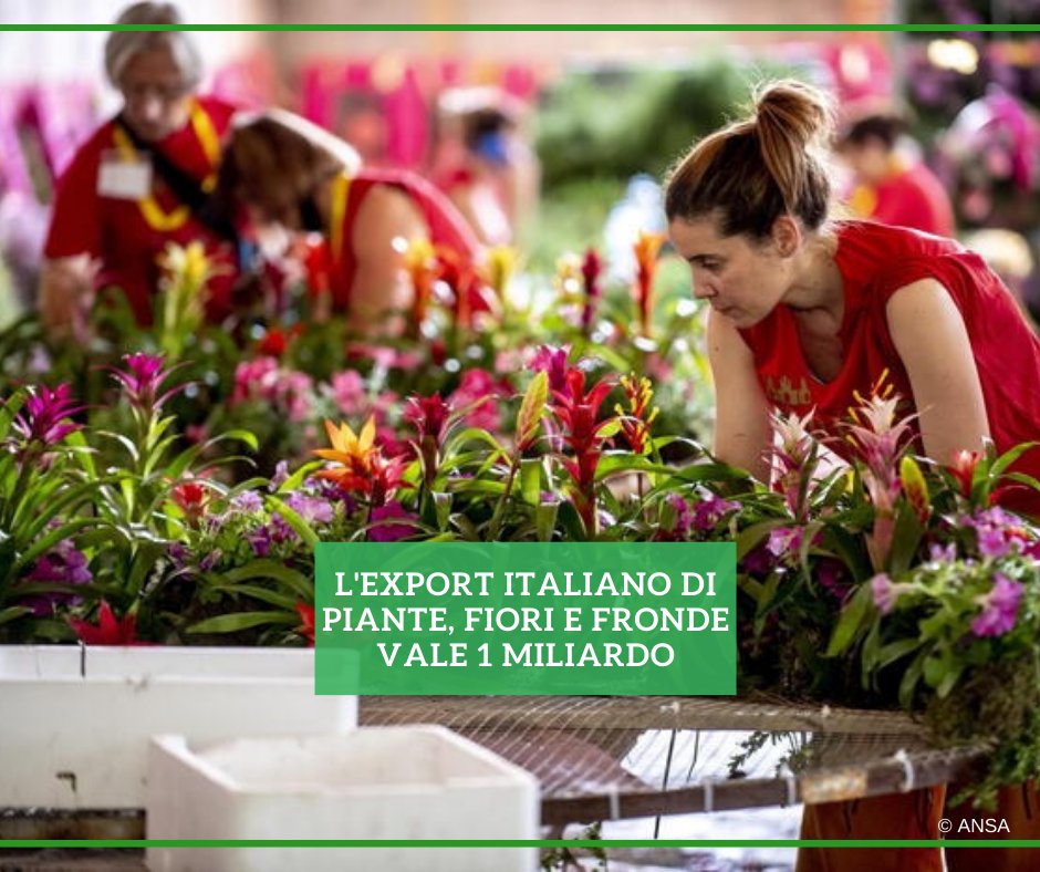 Ansa_TerraGusto's tweet photo. Vale 1 miliardo di euro l'export #madeinItaly di piante fiori e fronde, mentre la produzione italiana costituisce il 15% della intera produzione comunitaria. Lo comunica #Flormart, fiera internazionale del florovivaismo
#ANSATerraGusto
➡ https://t.co/RCTBNV1M2w https://t.co/IpiLVplEMf
