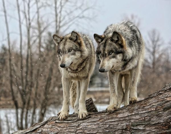 Hourly Wolves tweet media