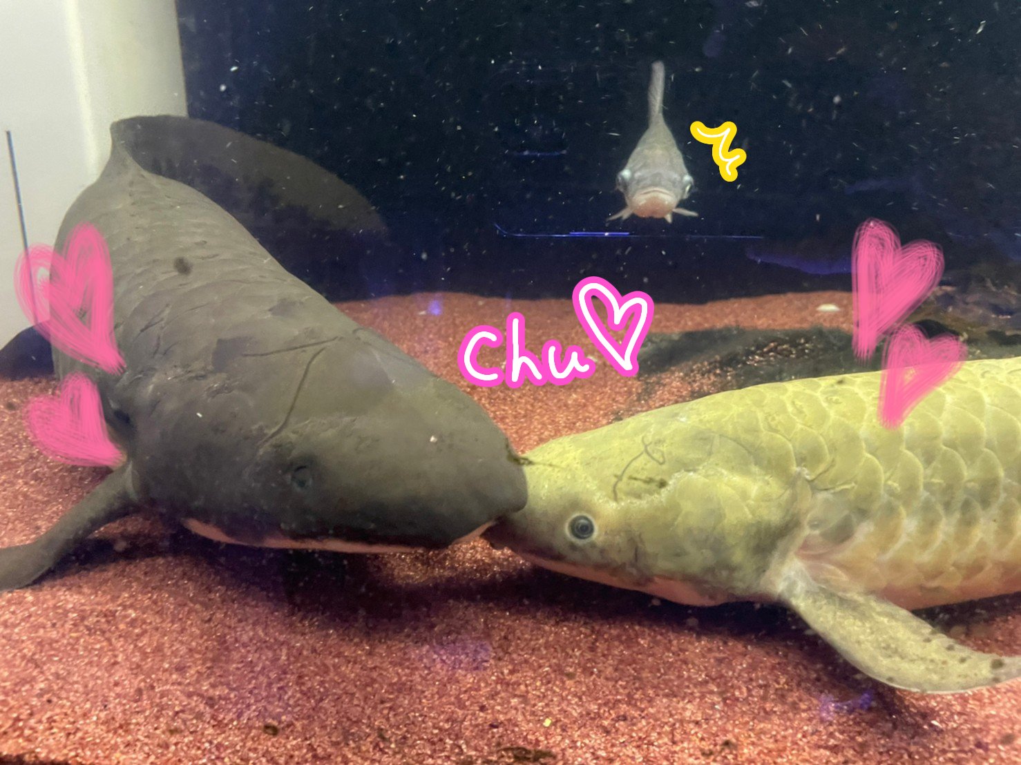 古代魚ネオケラ大好き ネオケlove Uopii Aquarium Twitter
