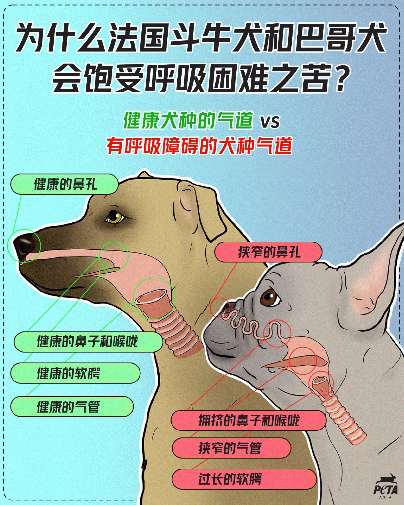 Peta亚洲善待动物组织auf Twitter 为什么有的狗狗会呼吸困难 看看他们的气道构造 就再清楚不过 这全都是因为繁殖场让狗狗近亲繁殖造成基因缺陷 以实现某种所谓 特别 的样子 了解更多 纯种犬 常见的健康问题 T Co 9kkrahokxg 狗 狗狗