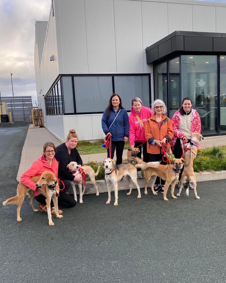 Greyhound Pets NL (@greyhoundpetsnl) on Twitter photo Our 6 Salukis arrived safely in St. John’s, NL 🇨🇦 from Qatar early this morning!❤️
Many thanks to our partner <a href="/PawsRescueQatar/">Paws Rescue Qatar</a> for their rescue, care and transport of these amazing pups🙏
#RescueDogs #dogsoftwitter Our 6 Salukis arrived safely in St. John’s, NL 🇨🇦 from Qatar early this morning!❤️
Many thanks to our partner <a href="/PawsRescueQatar/">Paws Rescue Qatar</a> for their rescue, care and transport of these amazing pups🙏
#RescueDogs #dogsoftwitter