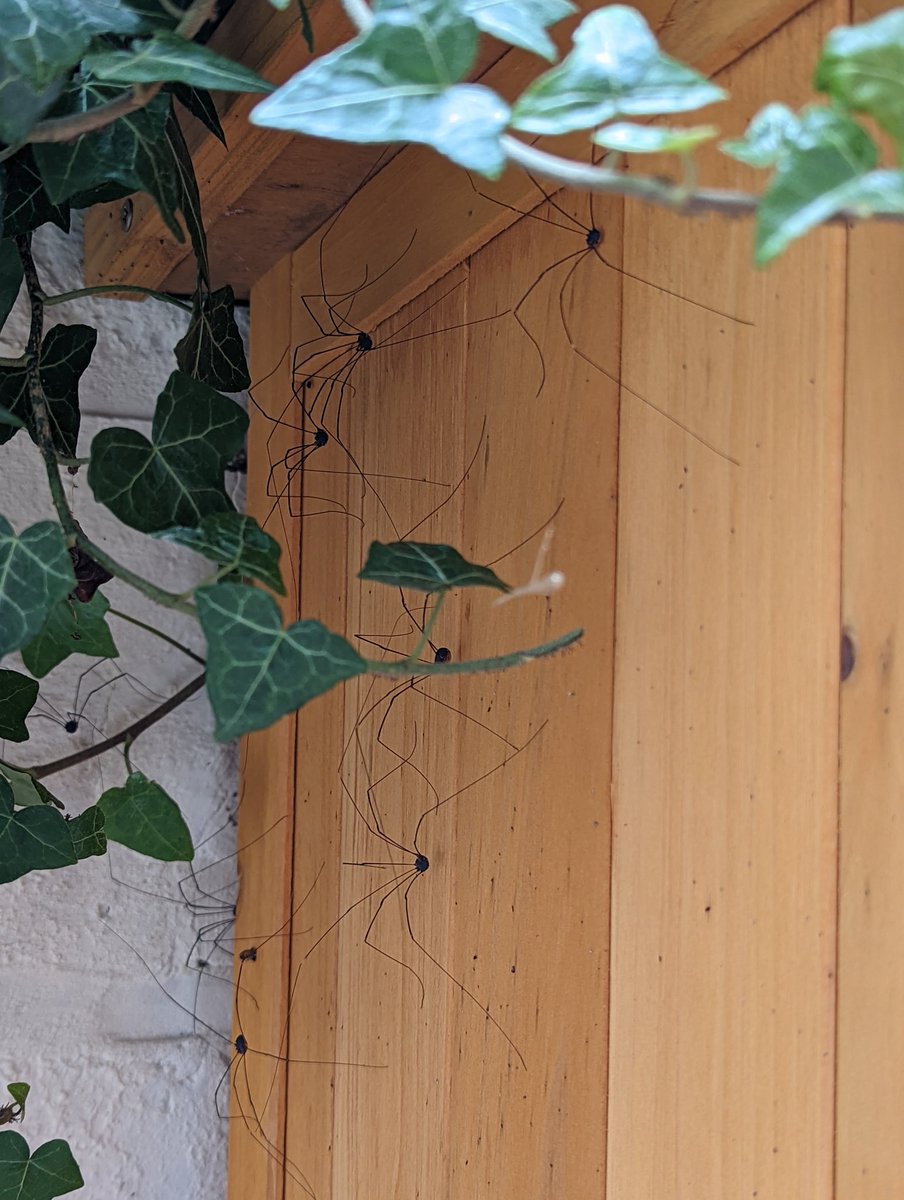 Camilla Thomas tweet media