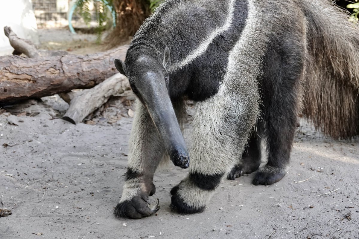 NaplesZoo's tweet photo. Hey Deegee, why the long face?π₯
Did you know that research has found that giant anteaters can identify the particular species of ant or termite by smell before they rip apart the nest?
#giantanteater #napleszoo #naplesfun #southwestfl #swflorida #animalsofinstagram #zoofun https://t.co/QyFjZJbPl6