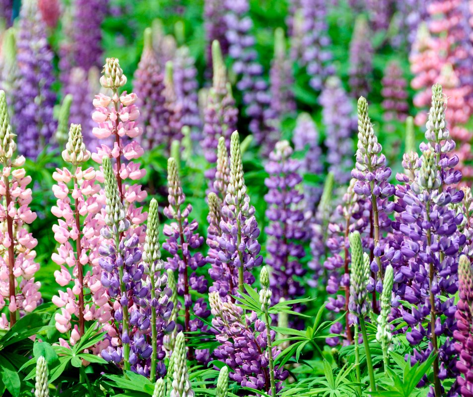 LookLlc's tweet image. These #plants are the best at attracting hummingbirds. #gardeningtips  cpix.me/a/152783218