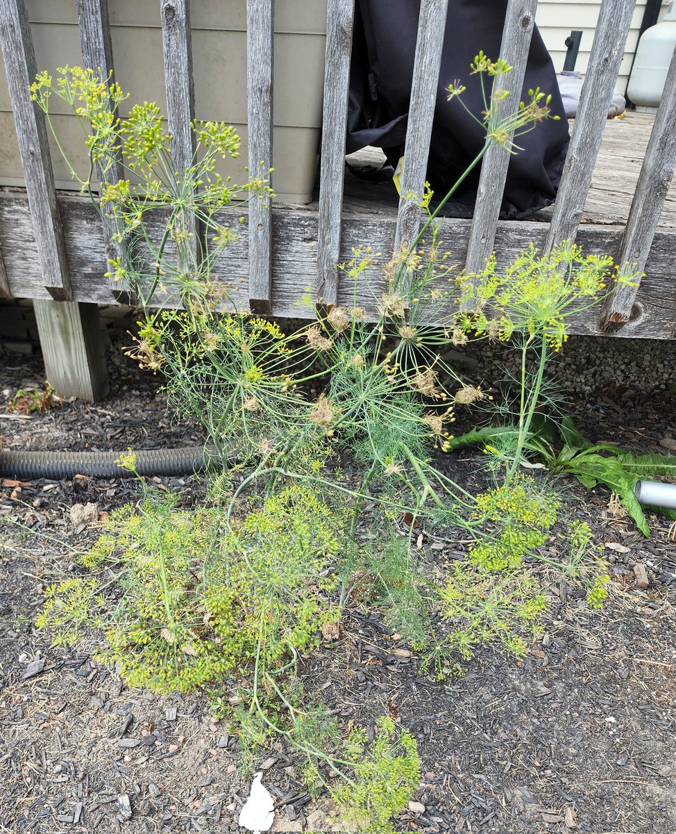 After having breast cancer for the 2nd time last year, thankful for good health to take part in #RunForTheCure this year.
Each donation of over $25, I'll make you a jar of pickled eggs!
Made 12 jars so far with a dill plant that grew from last year! 
bndfr.com/5fgd