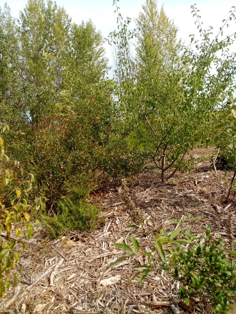 paysarbre_org's tweet photo. Joli bosquet planté il y a 2 ans par la mairie de Bassan et accompagné par nos soins!  Bravo aux élus et aux techniciens qui s'engagent pour la biodiversité. https://t.co/ksz2yICojj