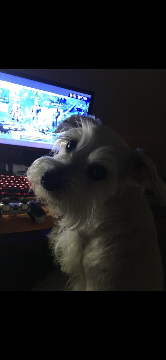_SendNades_'s tweet photo. My sweet boy crossed the rainbow bridge yesterday….I miss you so much little buddy…there will never be another Copper dog https://t.co/cOIif5suNs
